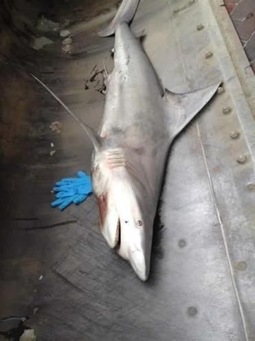 Під двері бару "Морський вовк" підкинули мертву акулу