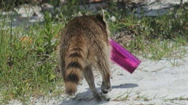 Енот украл у посетительницы пляжа розовый клатч