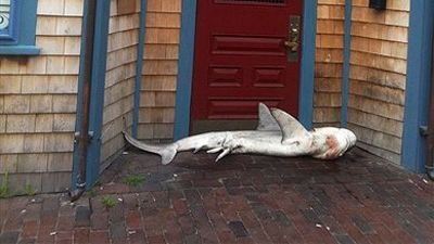 Под двери бара "Морской волк" подбросили мертвую акулу