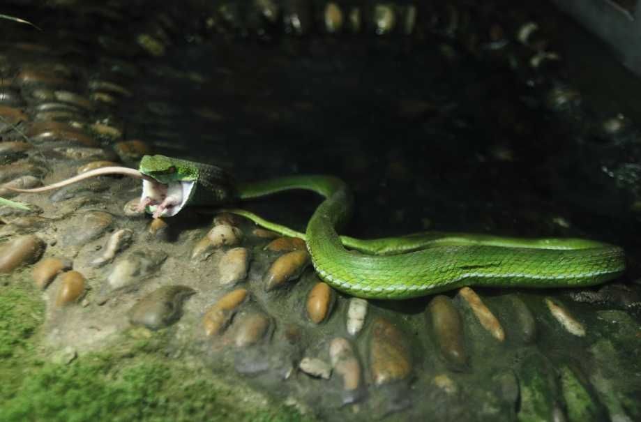 Мышонок атакует змею