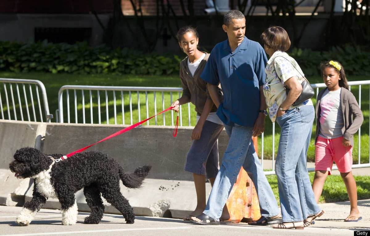 Новую собаку Обамы уже полюбил Интернет