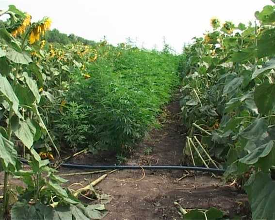 На Луганщине обнаружили плантацию марихуаны среди подсолнухов