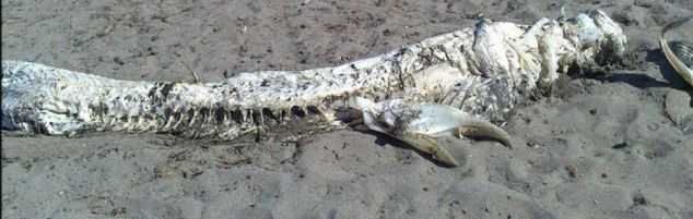 В Іспанії на пляж викинуло 4-метрового монстра з рогами