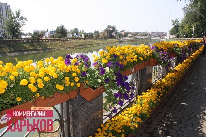  В Харькове создана самая длинная в мире композиция из живых цветов