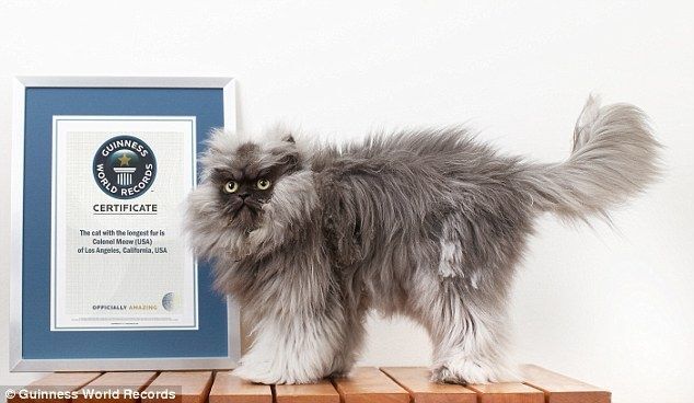 Найден самый пушистый в мире кот