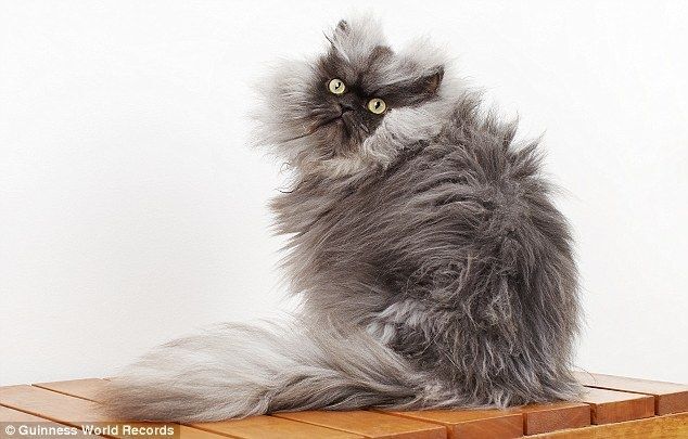 Найден самый пушистый в мире кот