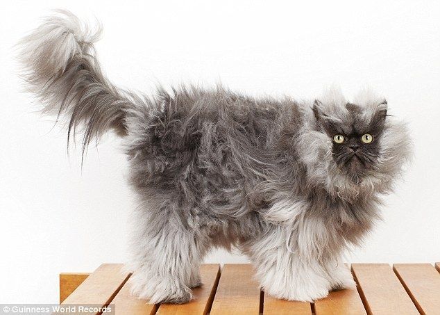 Найден самый пушистый в мире кот 