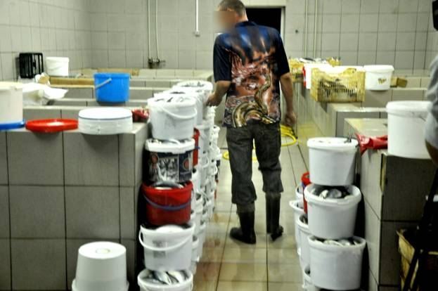 На Полтавщині викрили підпільний рибний цех