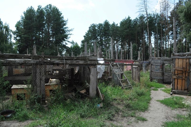 Приют для бездомных животных в селе Толокунь