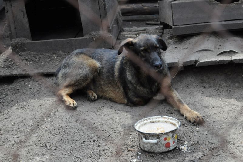 Приют для бездомных животных в селе Толокунь