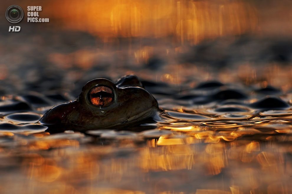 Выставка Wildlife Photographer of the Year 2013