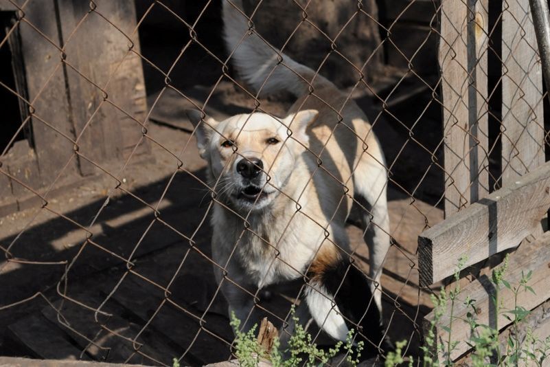 Приют для бездомных животных в селе Толокунь