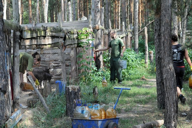 Приют для бездомных животных в селе Толокунь