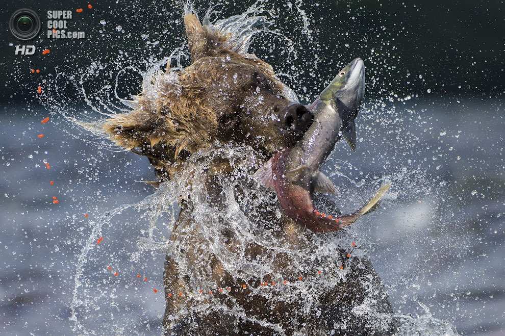 Выставка Wildlife Photographer of the Year 2013