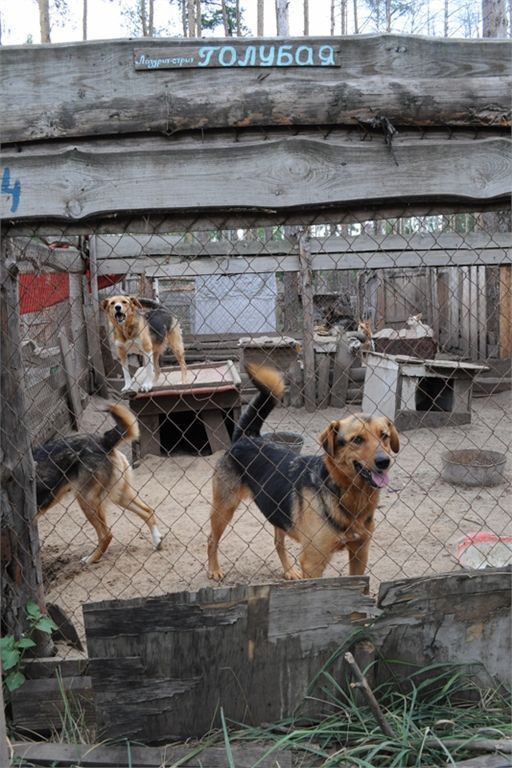 Притулок для бездомних тварин у селі Толокунь