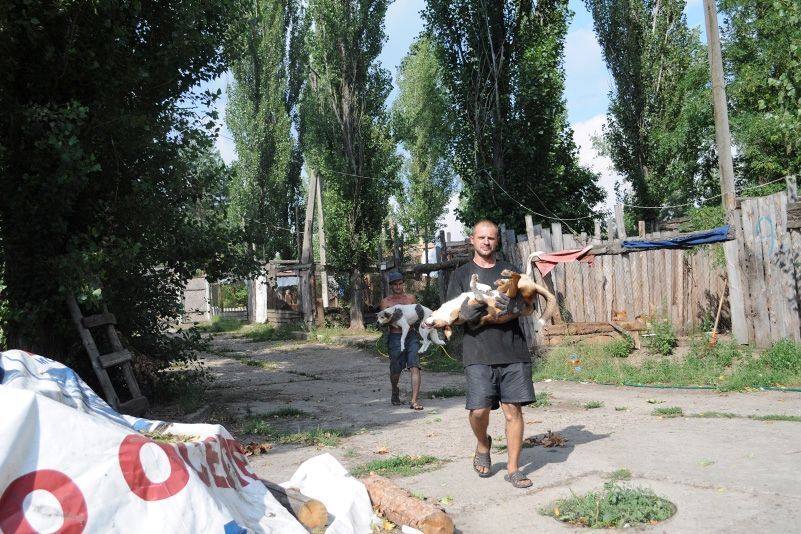 Приют для бездомных животных в селе Толокунь