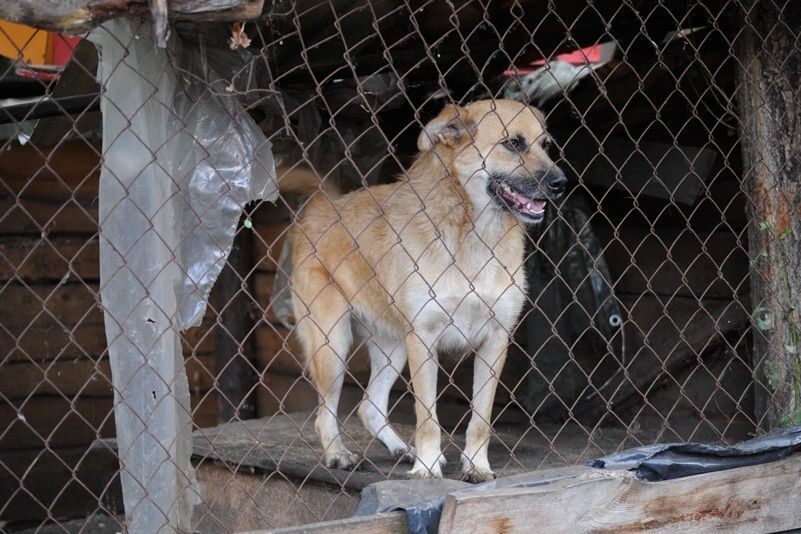 Приют для бездомных животных в селе Толокунь
