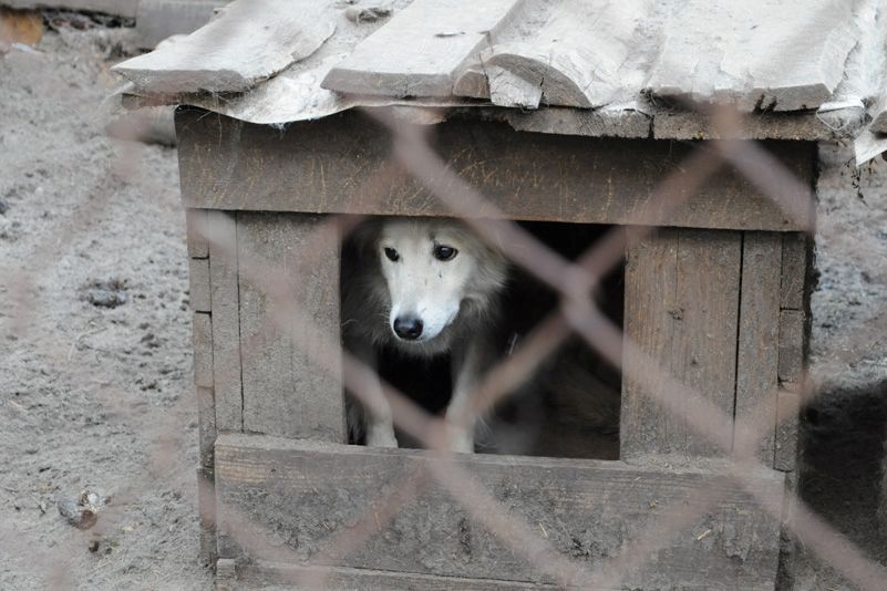 Приют для бездомных животных в селе Толокунь