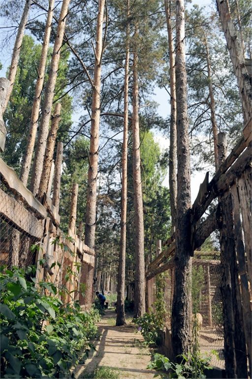 Приют для бездомных животных в селе Толокунь