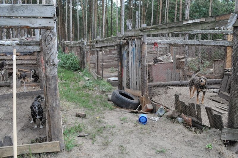 Приют для бездомных животных в селе Толокунь