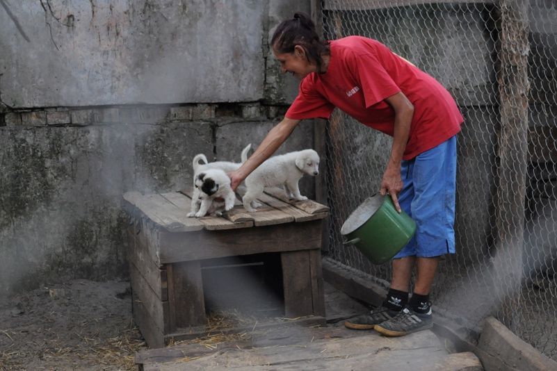 Приют для бездомных животных в селе Толокунь
