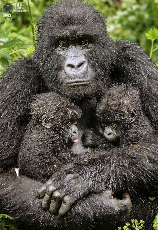 Выставка Wildlife Photographer of the Year 2013