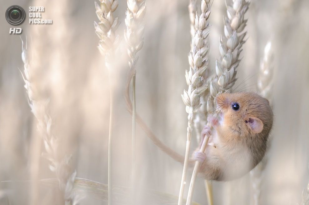 Выставка Wildlife Photographer of the Year 2013