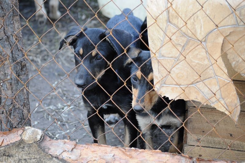 Притулок для бездомних тварин у селі Толокунь