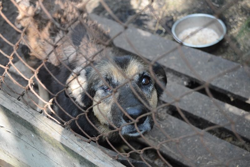 Приют для бездомных животных в селе Толокунь
