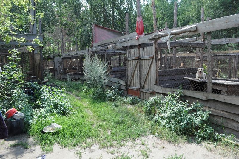 Притулок для бездомних тварин у селі Толокунь