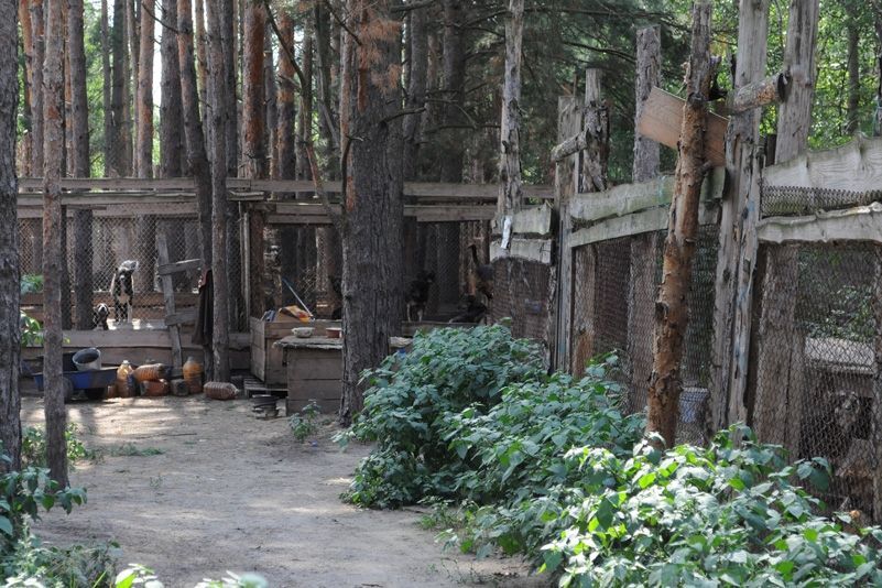 Приют для бездомных животных в селе Толокунь