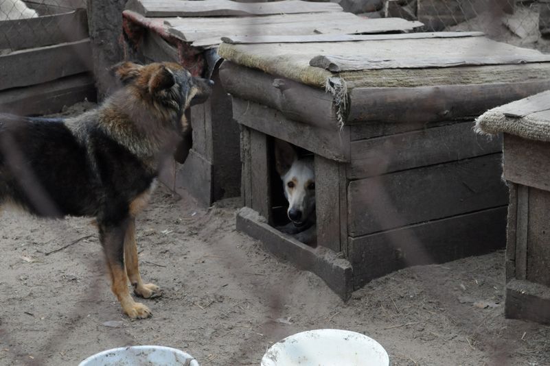 Приют для бездомных животных в селе Толокунь