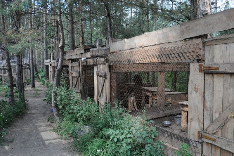 Приют для бездомных животных в селе Толокунь