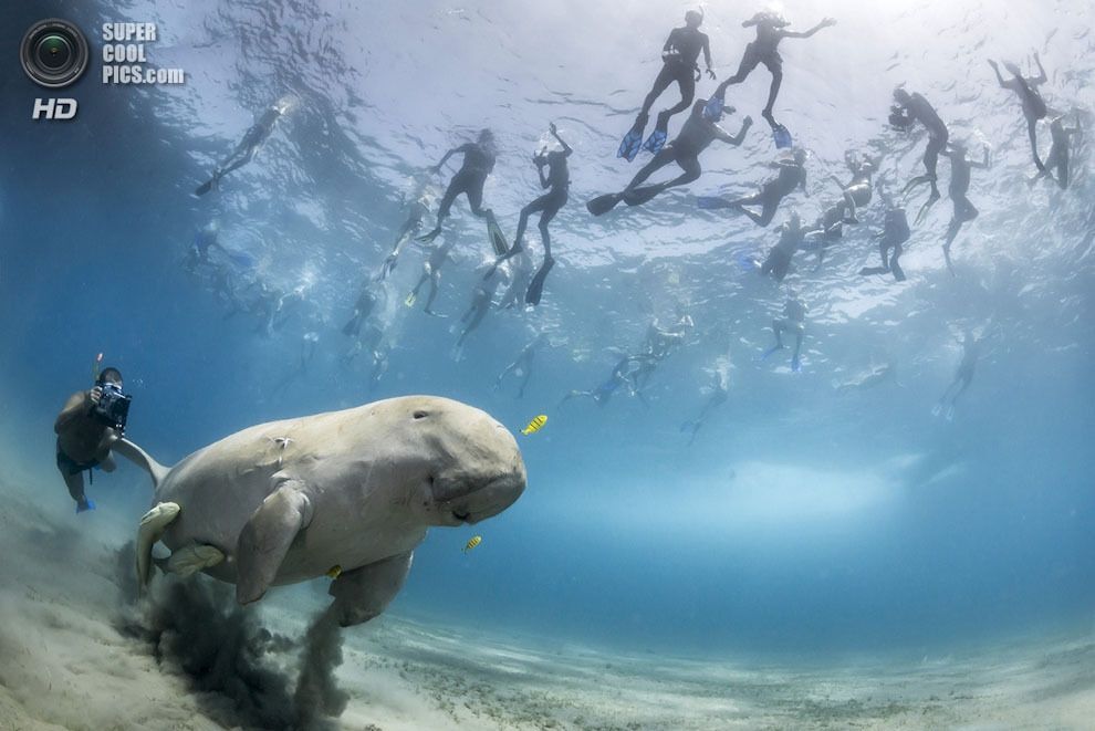 Выставка Wildlife Photographer of the Year 2013