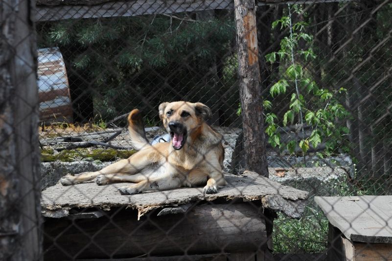 Приют для бездомных животных в селе Толокунь