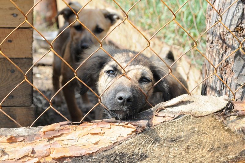 Приют для бездомных животных в селе Толокунь