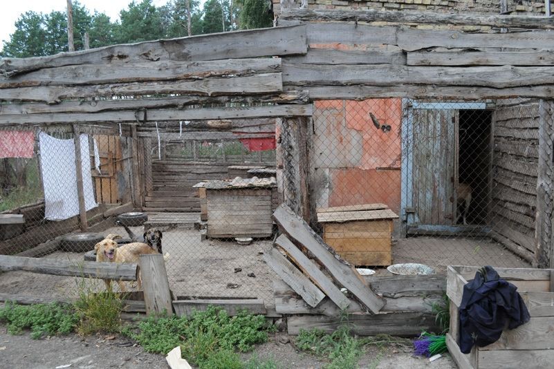 Приют для бездомных животных в селе Толокунь