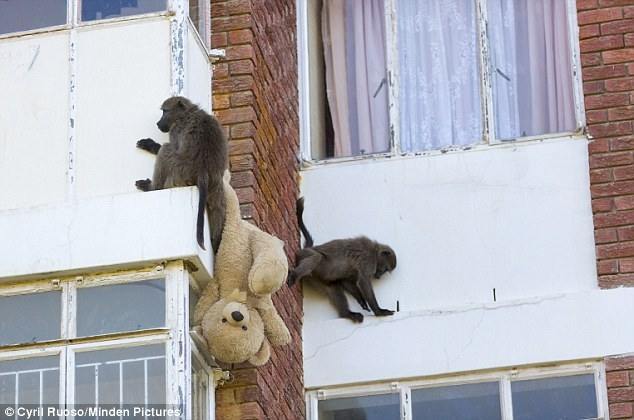 Кілька сот бабуїнів тероризують жителів Кейптауна