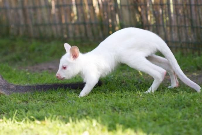 На эстонской ферме родился кенгуру-альбинос