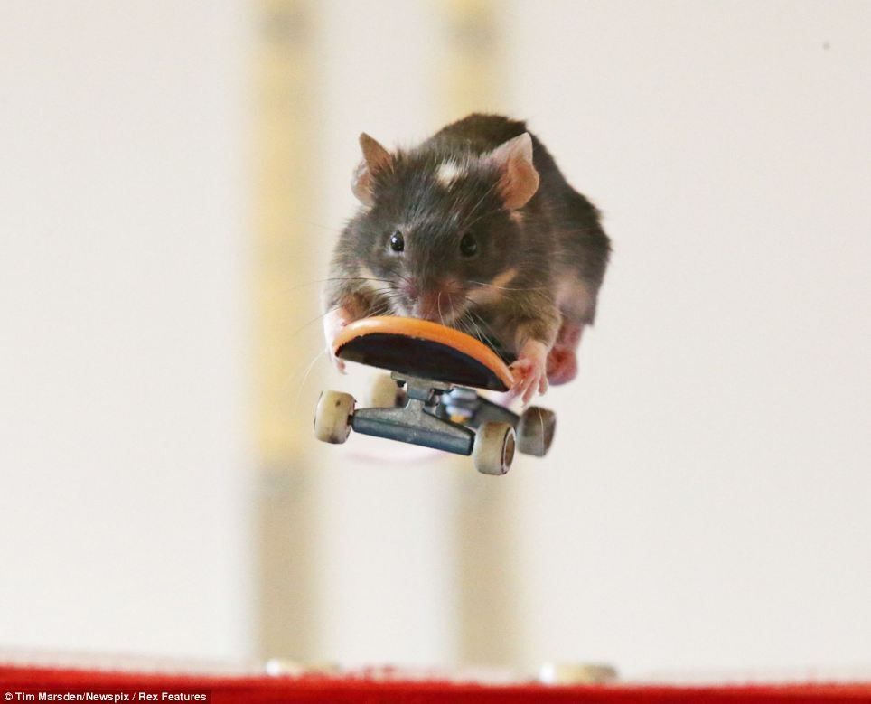 В Австралии мышей научили кататься на скейтбордах