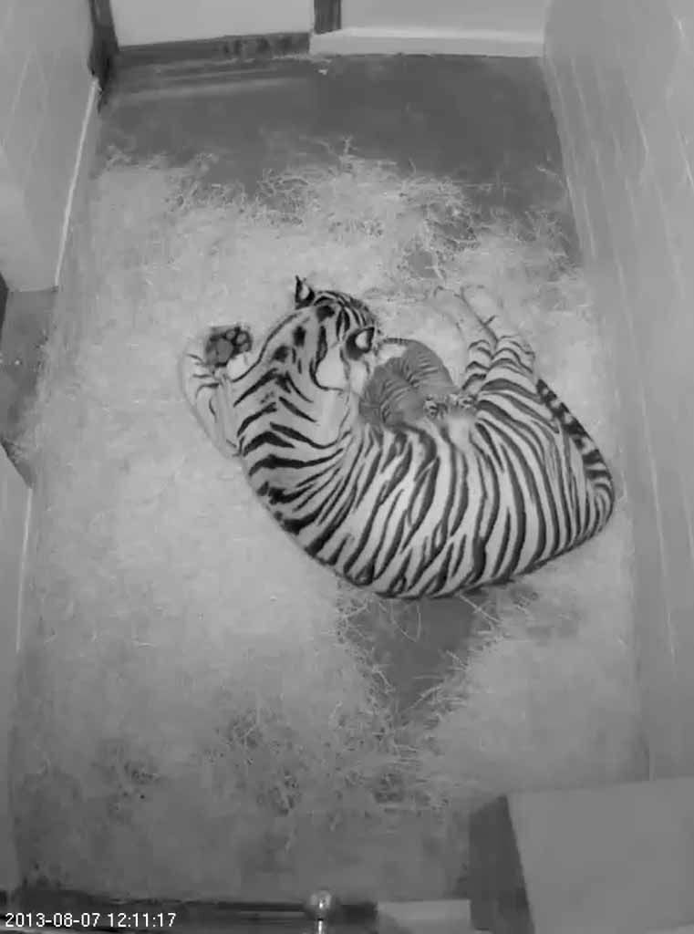В Вашингтоне родилась пара редких суматранских тигрят