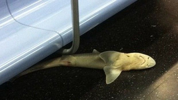 У нью-йоркському метро знайшли мертву акулу