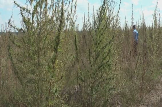 На Луганщині знайшли плантацію більше мільйона кущів конопель
