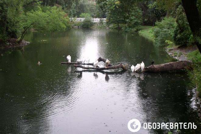 Светлаков с ослами спешит на помощь "Ишаку"