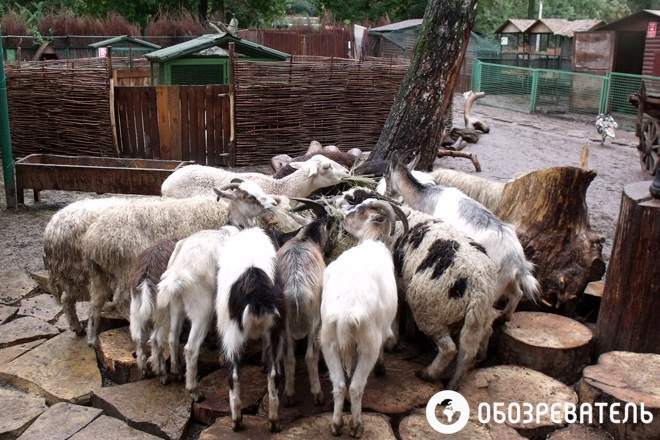 Светлаков с ослами спешит на помощь "Ишаку"