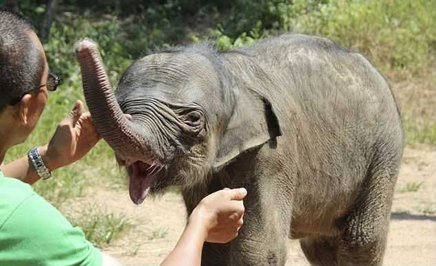 Слоненя проплакав 5:00 через розлуку з мамою, яка намагалася його вбити