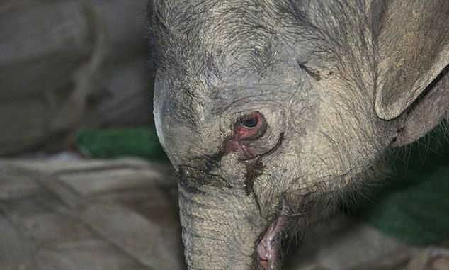 Слоненок проплакал 5 часов из-за разлуки с мамой, пытавшейся его убить
