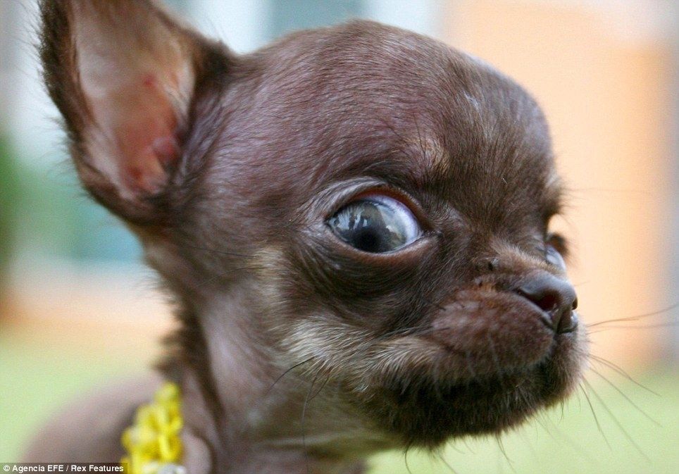 Найменша собака в світі потрапила в Книгу рекордів Гіннесса