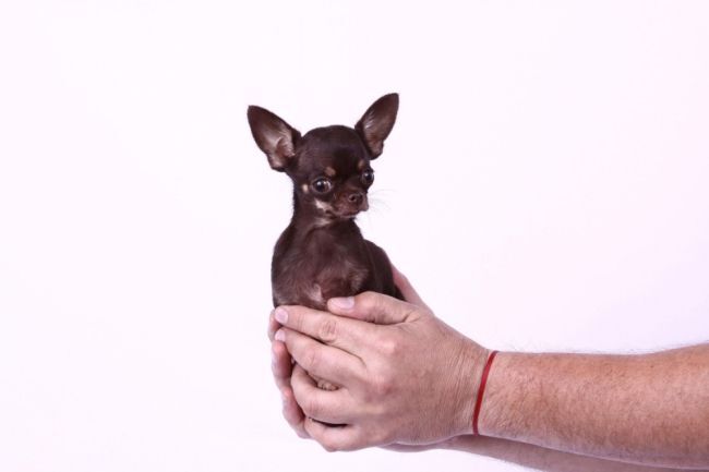 Самая маленькая собака в мире попала в Книгу рекордов Гиннесса