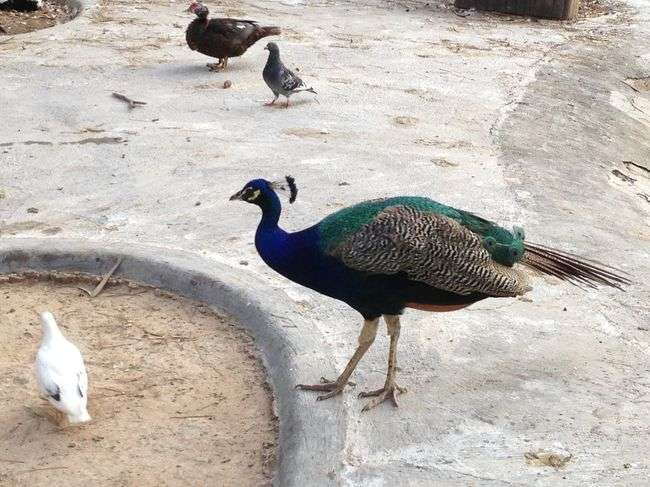 Джамала набрала пару лишних килограмм на отдыхе в Италии